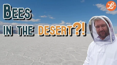 Bees in the Desert?!